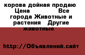 корова дойная продаю › Цена ­ 100 000 - Все города Животные и растения » Другие животные   